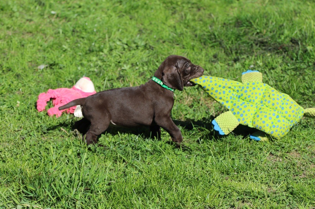 Du Rio Parana - Chiots disponibles - Braque allemand à poil court