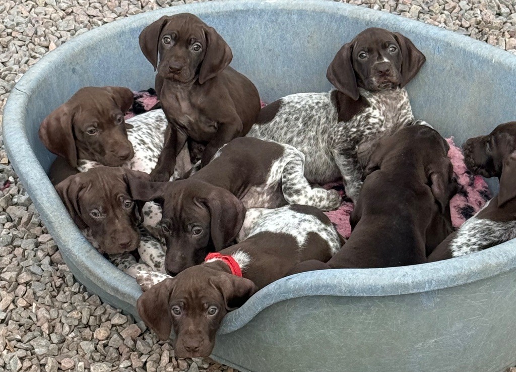 Du Rio Parana - Chiots disponibles - Braque allemand à poil court