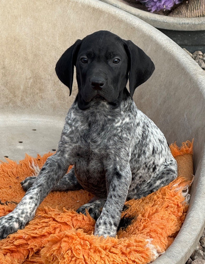 Du Rio Parana - Chiots disponibles - Braque allemand à poil court