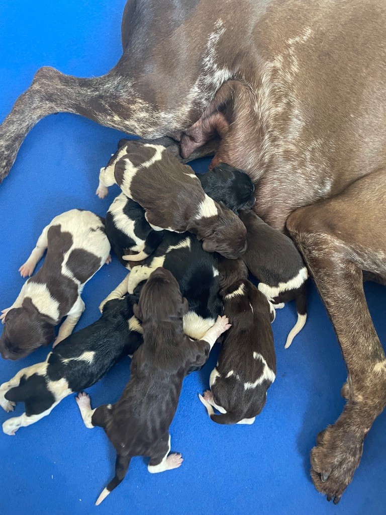 Du Rio Parana - Chiots disponibles - Braque allemand à poil court
