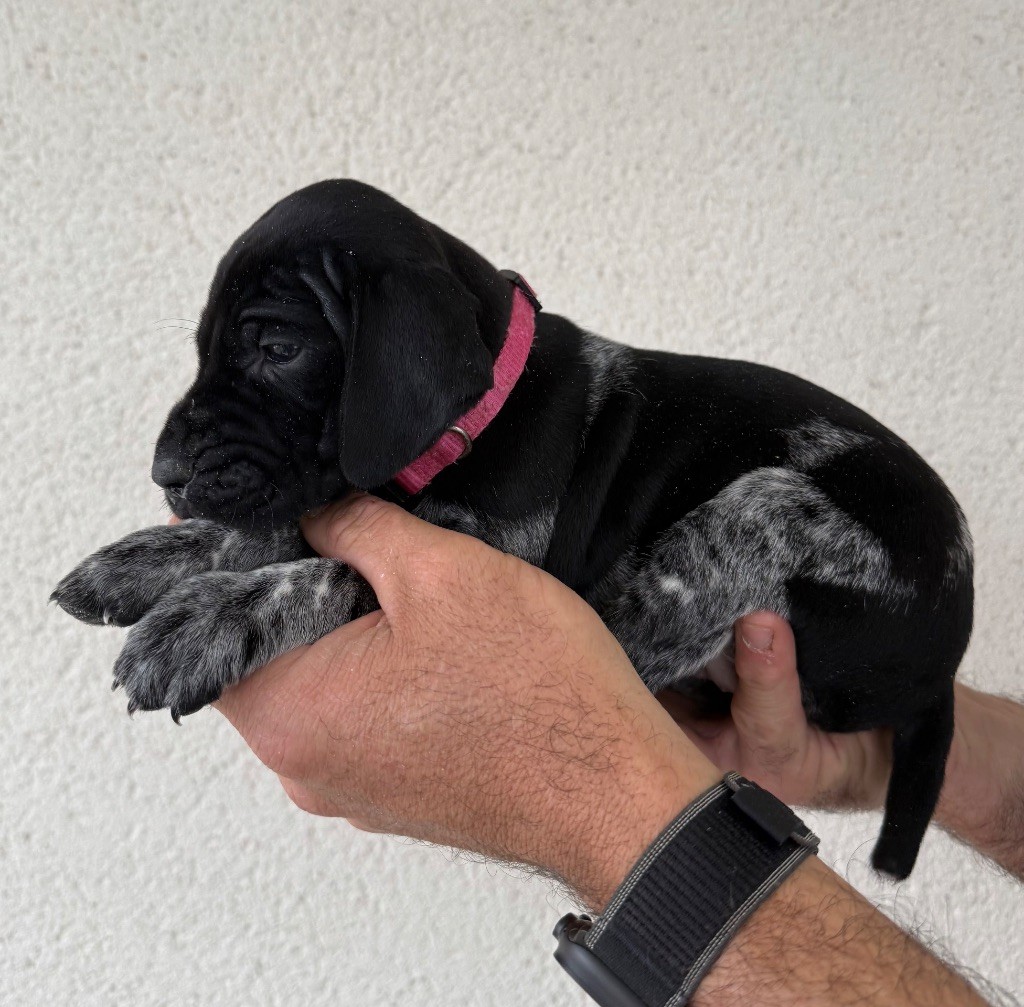 Du Rio Parana - Chiots disponibles - Braque allemand à poil court