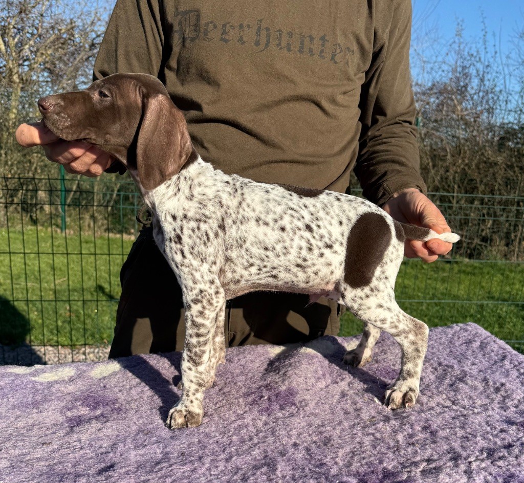 Du Rio Parana - Chiots disponibles - Braque allemand à poil court