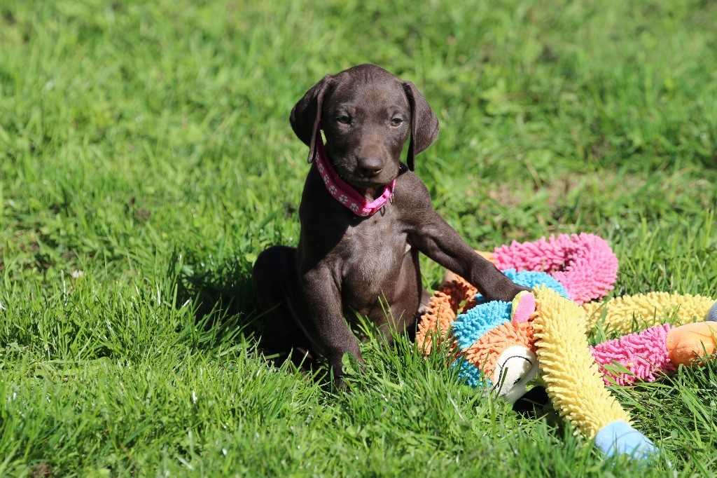 Du Rio Parana - Chiots disponibles - Braque allemand à poil court