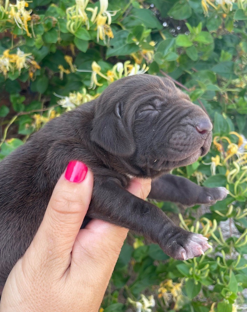 Du Rio Parana - Chiots disponibles - Braque allemand à poil court