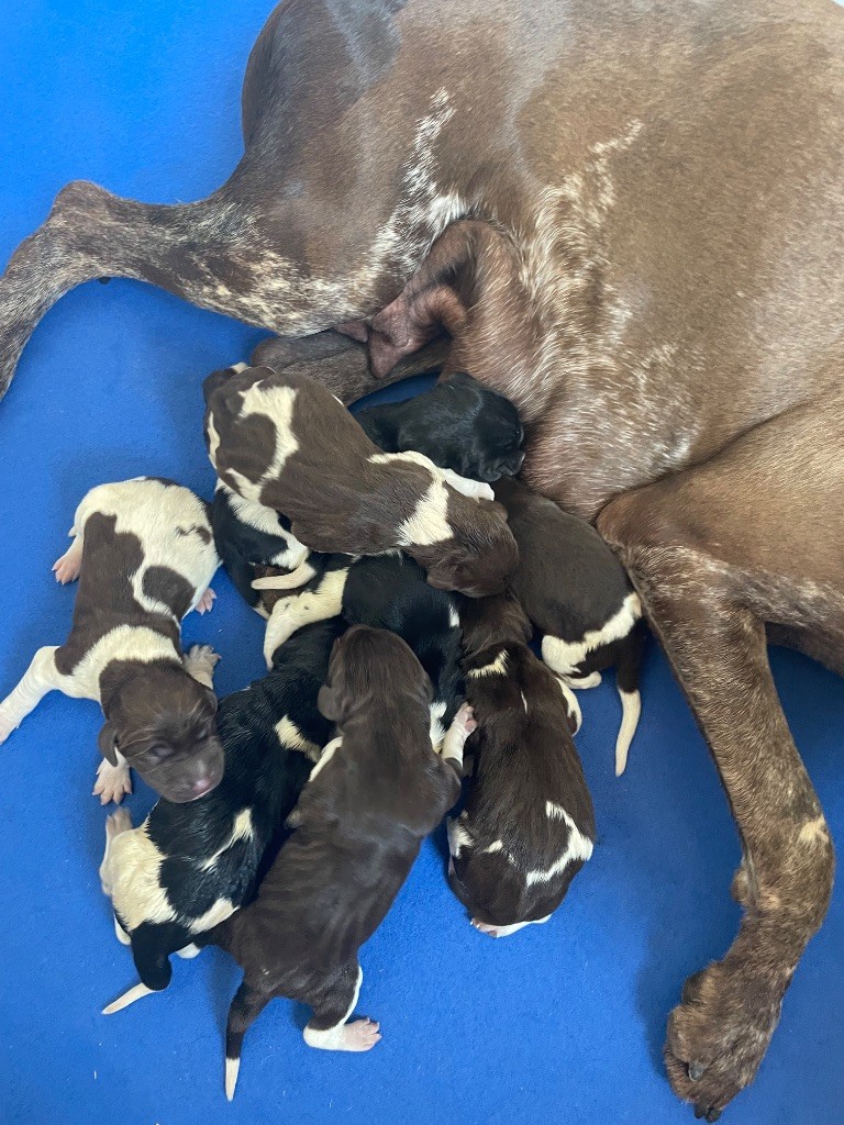 Du Rio Parana - Chiots disponibles - Braque allemand à poil court