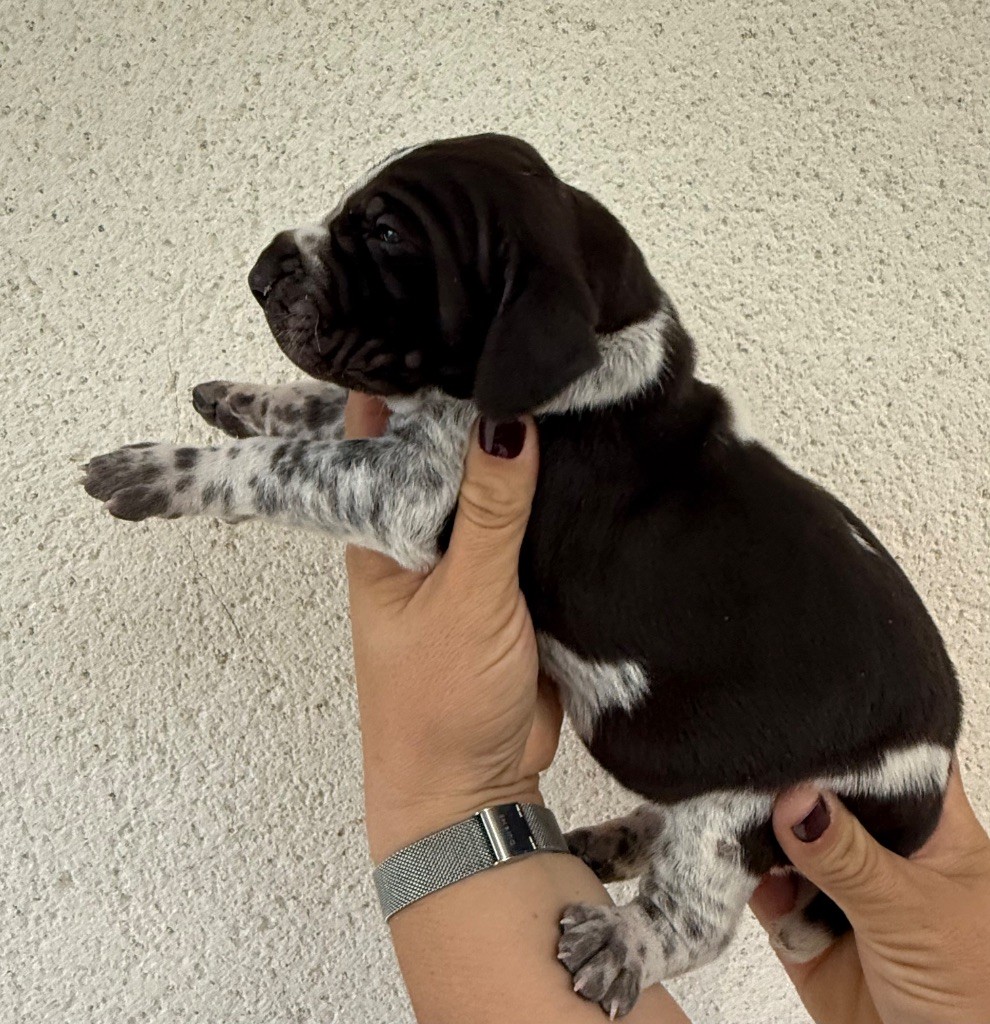 Du Rio Parana - Braque allemand à poil court - Portée née le 03/10/2025