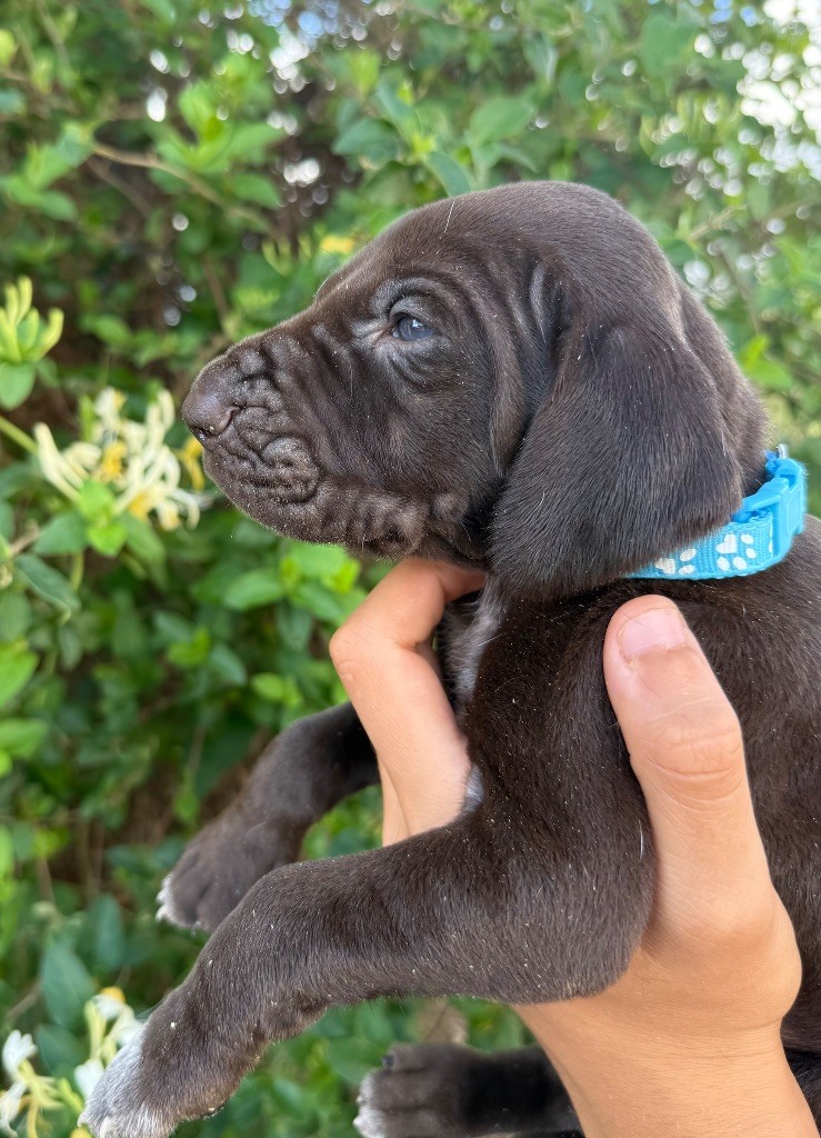 Du Rio Parana - Chiots disponibles - Braque allemand à poil court