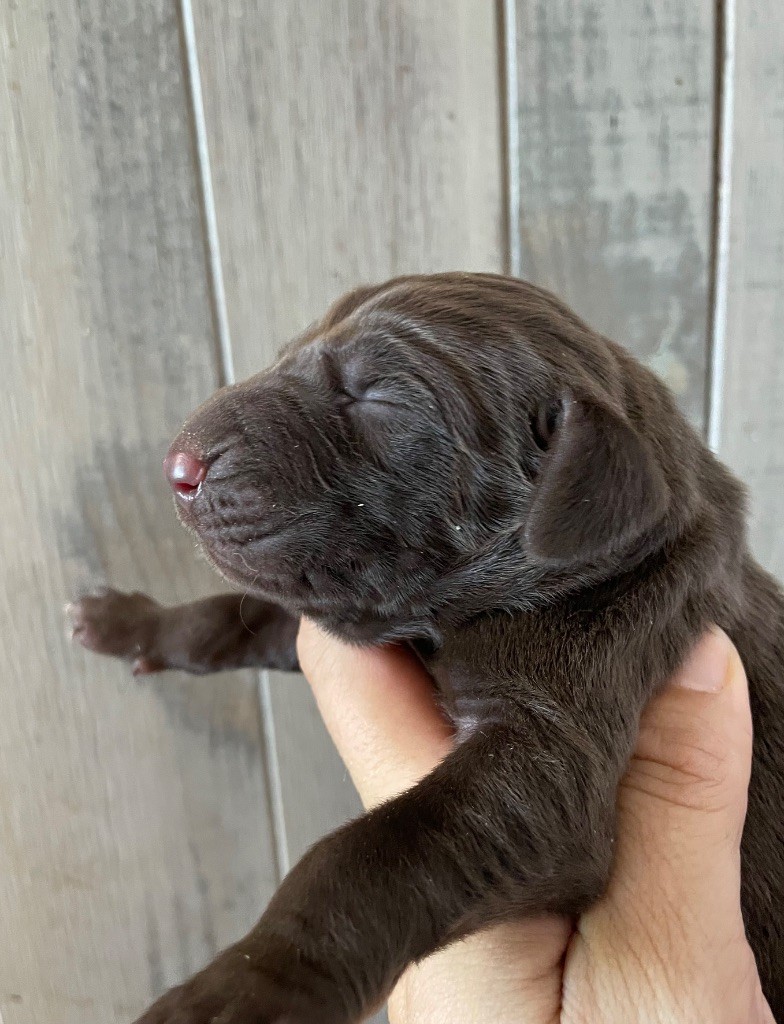 Du Rio Parana - Chiots disponibles - Braque allemand à poil court