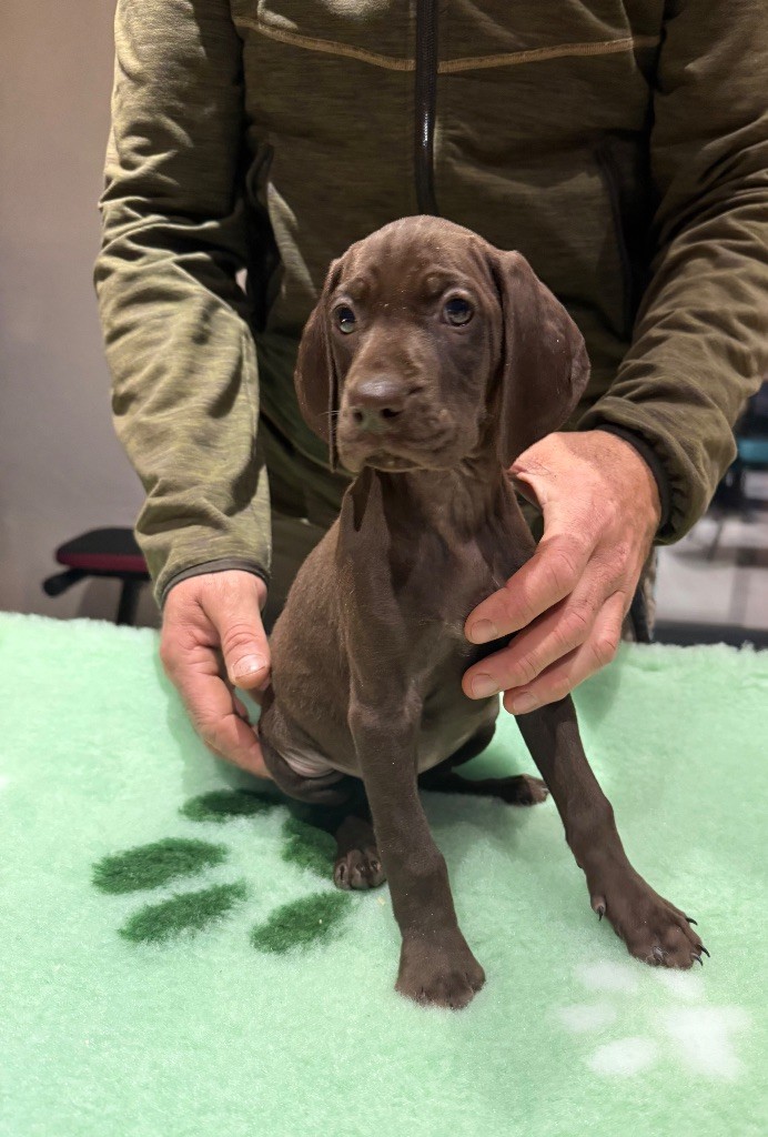 Du Rio Parana - Chiots disponibles - Braque allemand à poil court