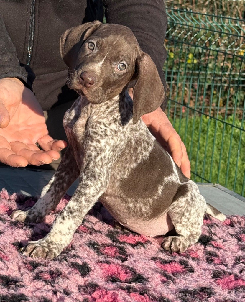 Du Rio Parana - Chiots disponibles - Braque allemand à poil court