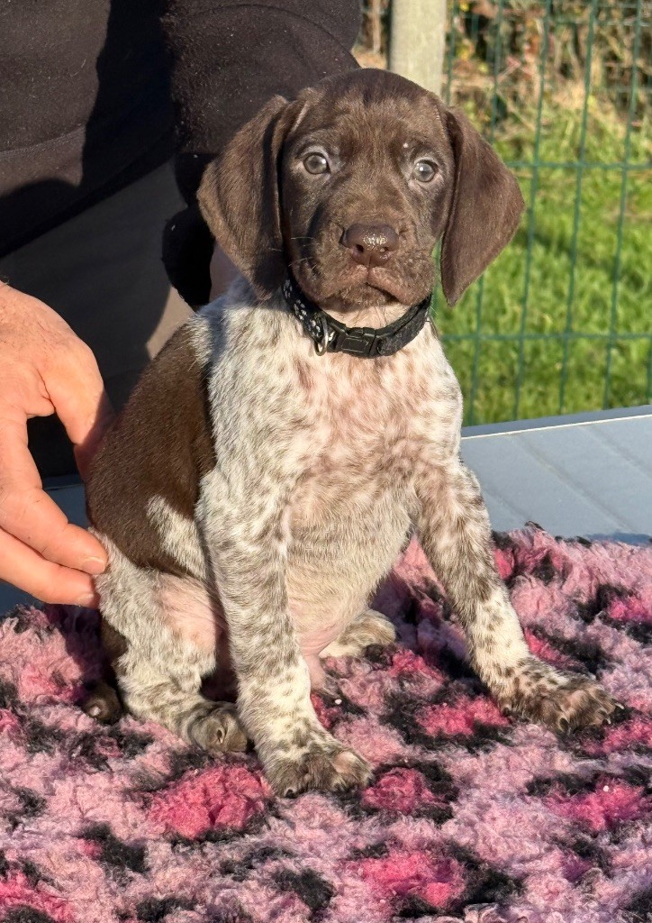 Du Rio Parana - Chiots disponibles - Braque allemand à poil court