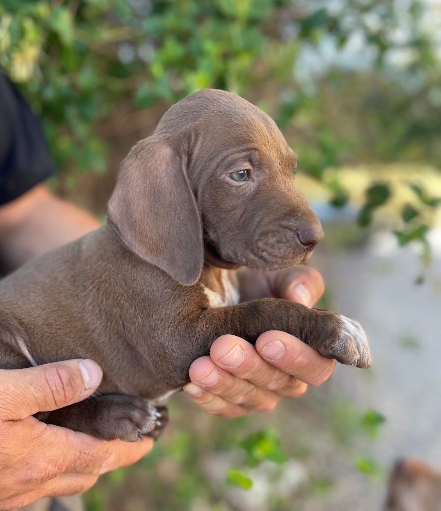 Du Rio Parana - Chiots disponibles - Braque allemand à poil court
