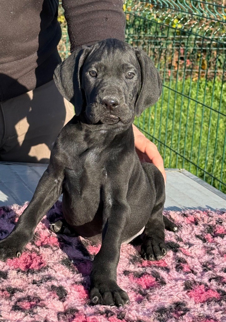 Du Rio Parana - Chiots disponibles - Braque allemand à poil court