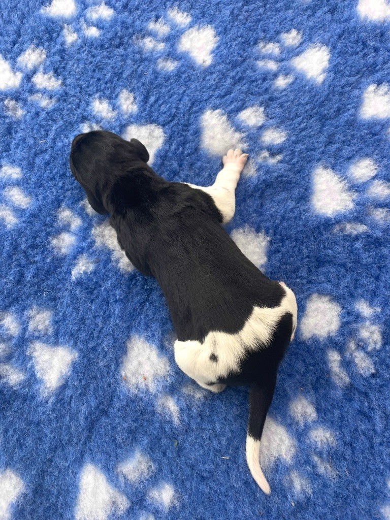 CHIOT 4