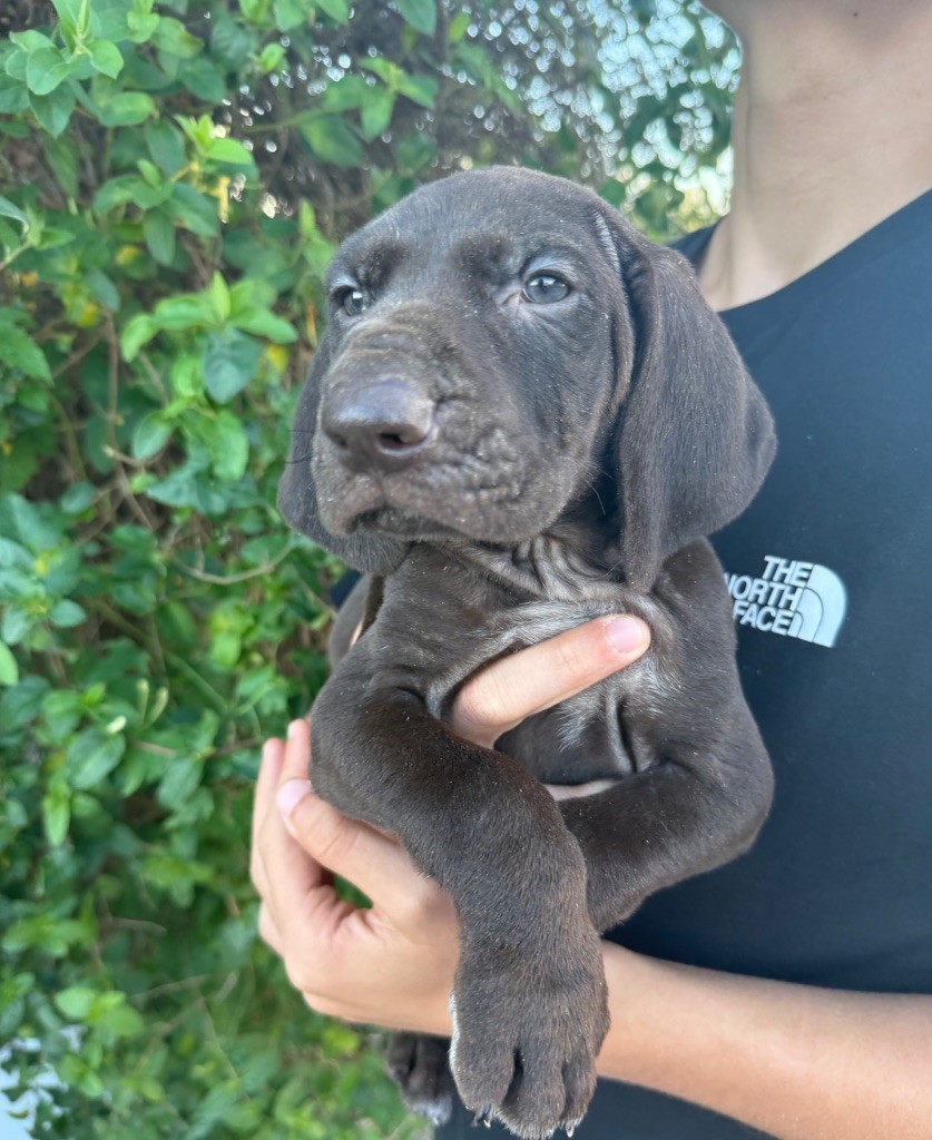 Du Rio Parana - Chiots disponibles - Braque allemand à poil court